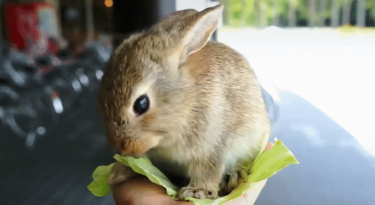 nature's weirdest events cute animals gif | WiffleGif