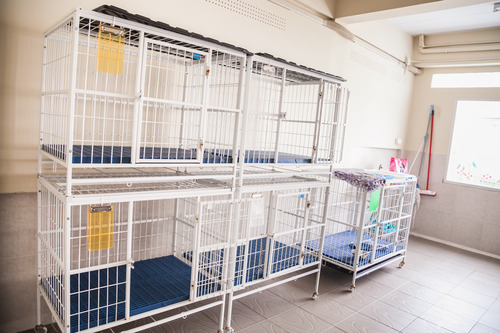pet hotel and vets in chiang rai