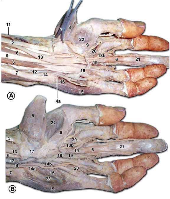 Nerves Of The Hand The hand is innervated by 3... - Nervous System