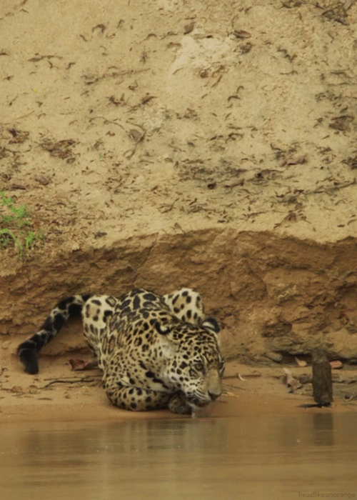 Jaguar (Wild Brazil - BBC)
