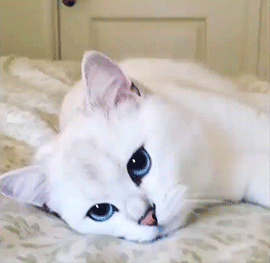 White Cat Gif - IceGif
