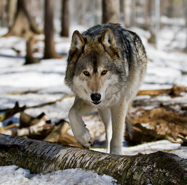 wolfsheart-blog:
“Wolf from the Muskoka Wildlife Centre by Christopher Brian’s Photography
”