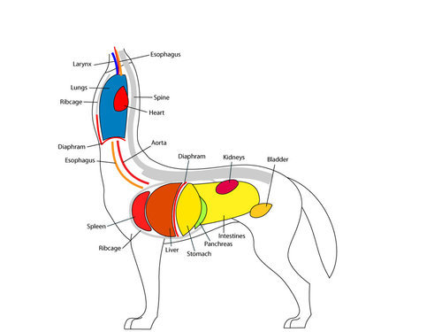 [Chihuahua Intensifies], Are Deerpers internal organs in the human part