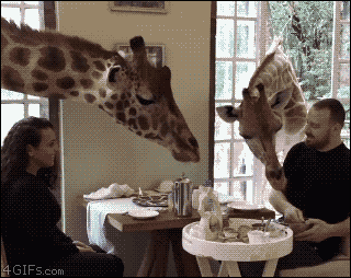 4gifs:“Giraffes join newlyweds for breakfast. [video]”