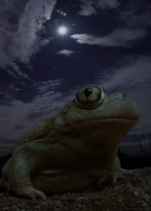 American spadefoot toad (Untamed Americas - National Geographic Channel)