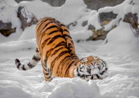 Just A Russian Tiger
Source: http://bit.ly/2DhvaMc