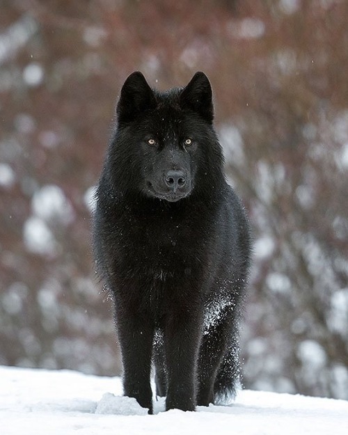 Black Wolf by © johnemarriott