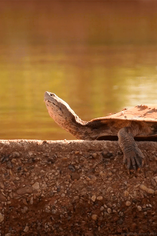 Pond turtle in Parque da Cidade, Brasília, Brazil