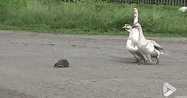 thenatsdorf:“Geese help hedgehog cross street safely. [full video]”
