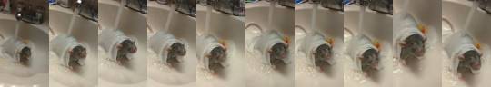 ratpotatoez: whiskeywithtrixie: Cinder taking a bath.  She has a little rubber ducky!!!! 