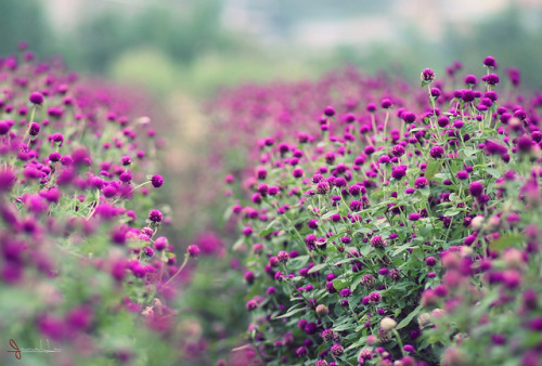 floralls: by  Jane Ha