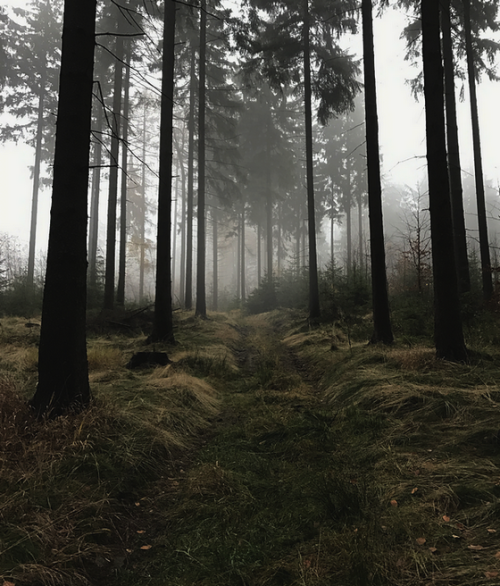 duettaeann - The forgotten forest, 17 XI 2017