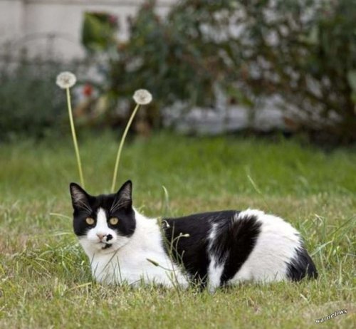 ufo-1:ufo-the-truth-is-out-there:Undeniable proof that cats...