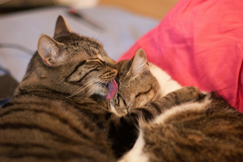 magical-meow - Harry & Bruno - Slurp…. by No_Water ...