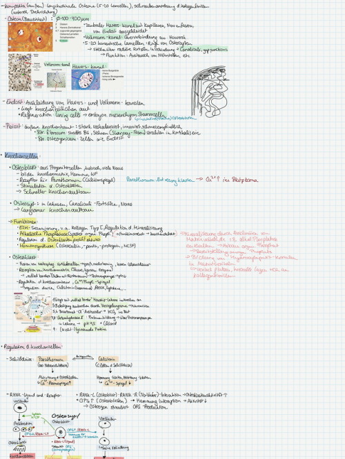 iknowthis:30.04.histology notes on bone tissue, some room...