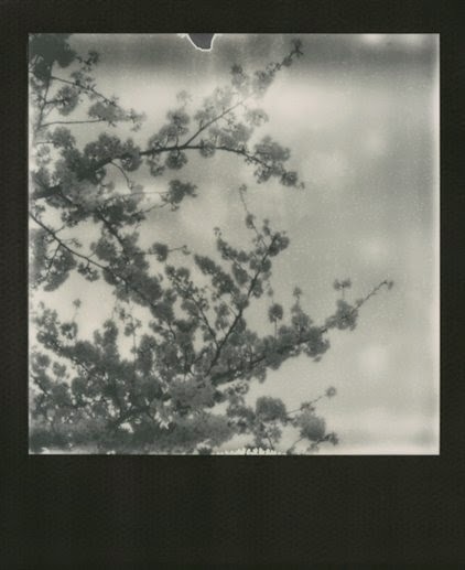 arterialtrees - Nobuyoshi Araki - Sakura
