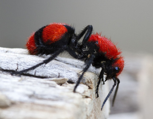 ainawgsd:Velvet AntsThe Mutillidae are a family of more than...