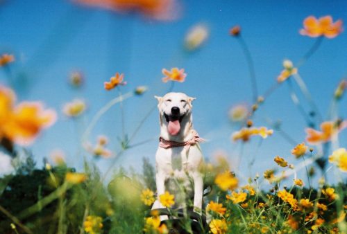 urbanlicktionary - animal-factbook - This dog is one of the...