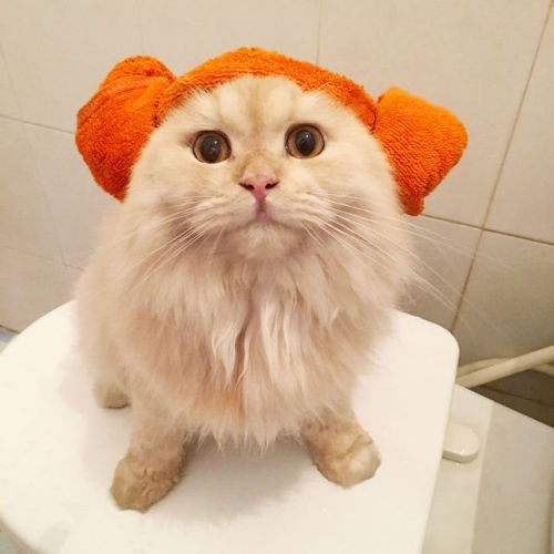 catsbeaversandducks - Meepo Loves Taking Showers“Do I look good...
