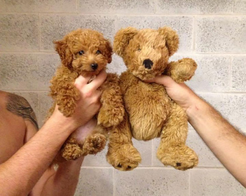 tastefullyoffensive - Puppies Who Look Like Teddy Bears (photos...