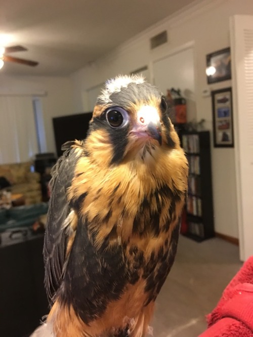 hawk-feathers - Here he is, in all his cute.