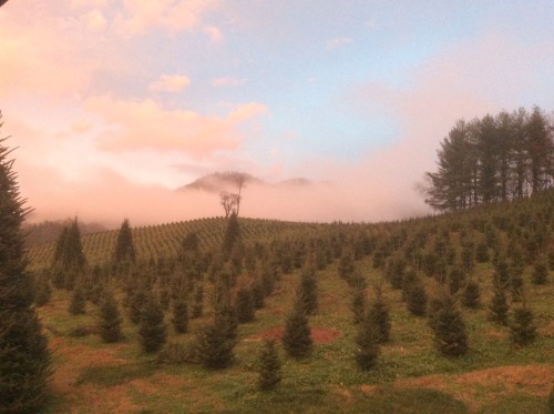 Boyd Mountain, Maggy Valley, North Carolina. Christmas tree...