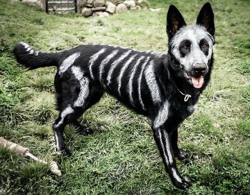prettiestcaptain - undeceased - German Shepherd Dog painted in...