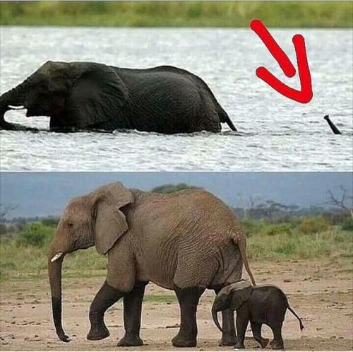 awwww-cute - Mom and baby elephants cross a river (Source - ...