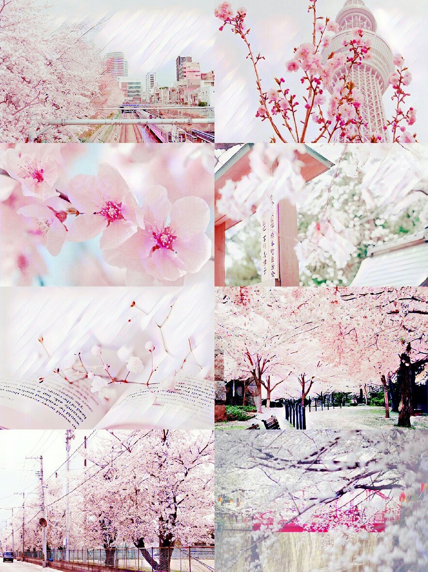 Hey there — Cherry Blossom Aesthetic