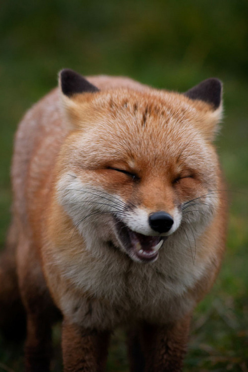 everythingfox - Kekekeke *fox laugh*Photo byLouise Beech