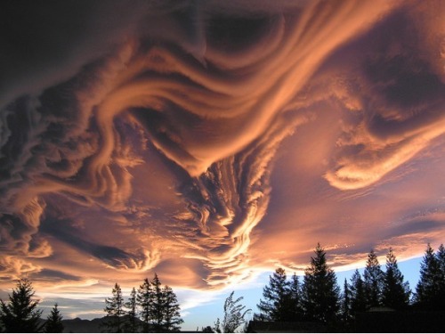 pittykitty - Nature - No Photoshop required.1. Lenticular...