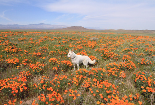 johnandwolf:Poppy fields forever.Antelope Valley, CA  / March...