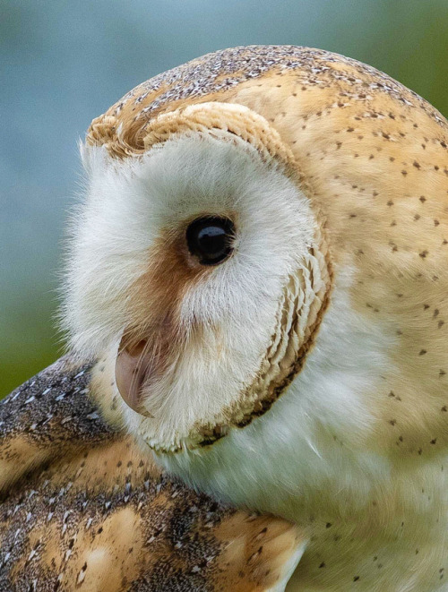 beautiful-wildlife:Barn Owl by © Bob Pietrowski