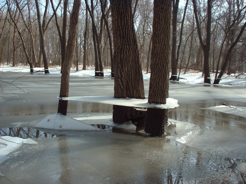 biomerge:deformutilated:Ice suspended around a tree trunk...