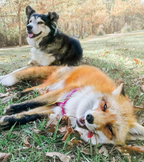 everythingfox - Fox + Doggo