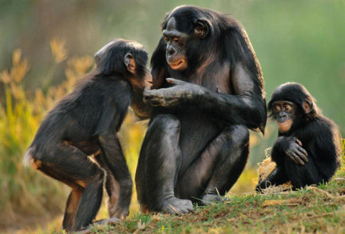 alphafemaleape - Bonobo family on the grass <3