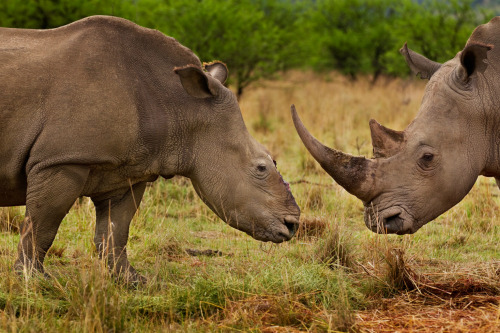 tamorapierce - nubbsgalore - september 22 is world rhino day,...