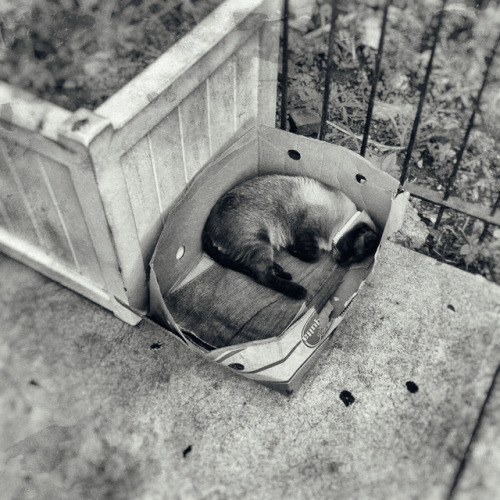 0rpheus038 - Official entry for ‘Caturday’Homeless, sleeping in...