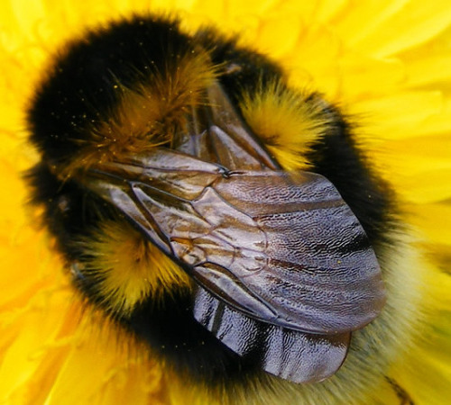 tenaflyviper - Sleeping bumblebees (or, as I like to call them,...