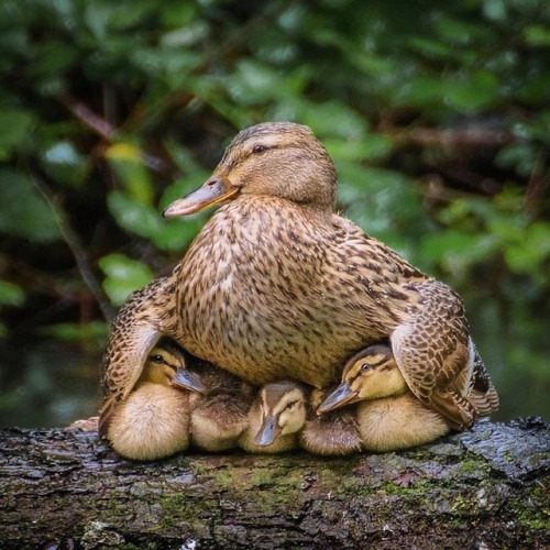 awwww-cute - Mama Duck Protecting her kids. (Source - ...