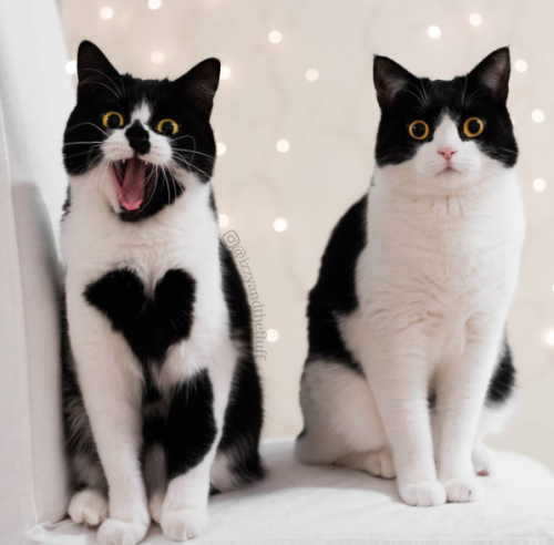 catsbeaversandducks - Izzy & Zoë “We are sisters!”Photos...