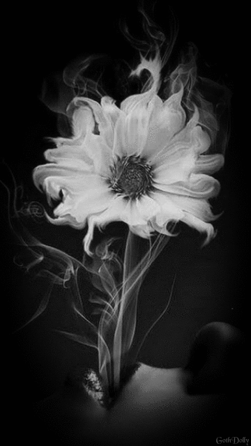 white flower gif | Tumblr