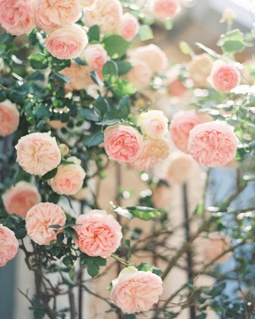 florealegiardini - Heavenly Pierre de Ronsard roses in the...
