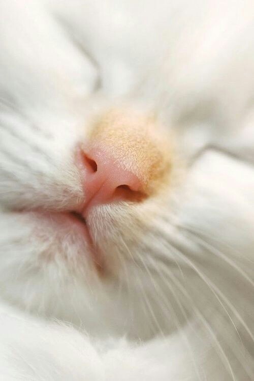 lildreamysoul - iloveurcat - pepoline13 - Cat’s nosesPerfection...
