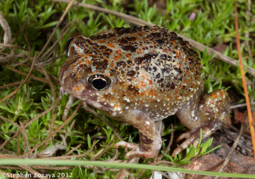 frogs-are-awesome - A Desert spadefoot toad (Notaden nichollsi)...