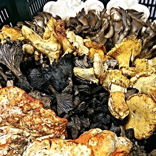 Shrooms anyone?… Wild Mushroom Galore. Lobster Mushroom,...