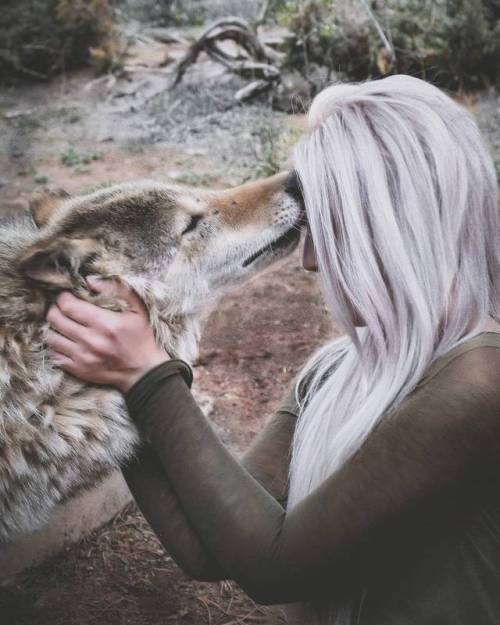 forestlore - Tala the timber wolf giving me a blessing. This...