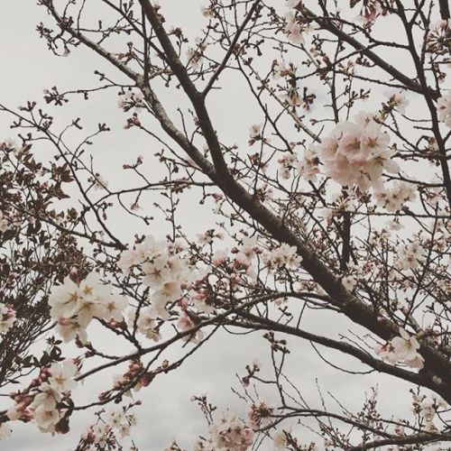 春本番ですね☆#桜 #sakura #cherryblossom