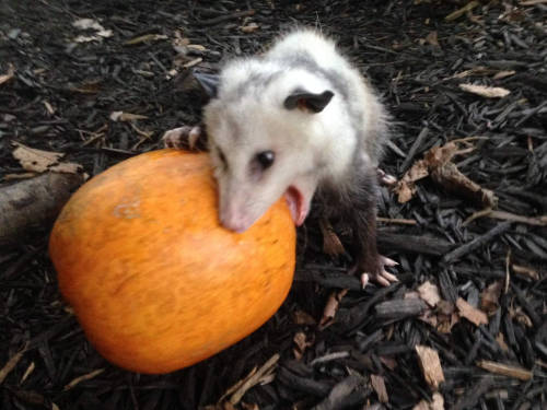 opossummypossum - feast, my child