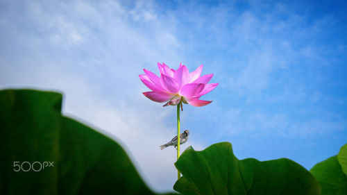 euph0r14 - nature | A Lotus | by ace4card |...